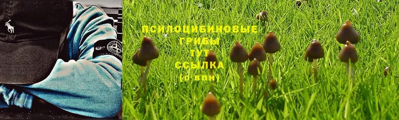 Галлюциногенные грибы Psilocybe  блэк спрут как войти  Заречный 